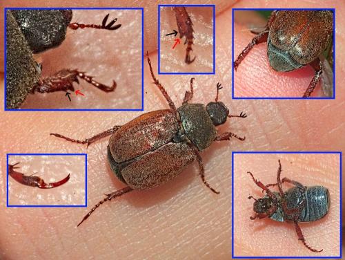 Hoplia sp.